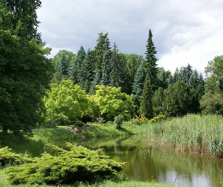 Arboretum Kórnik jezioro
